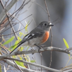 Petroica boodang (Scarlet Robin) at Acton, ACT - 8 Jun 2023 by HelenCross