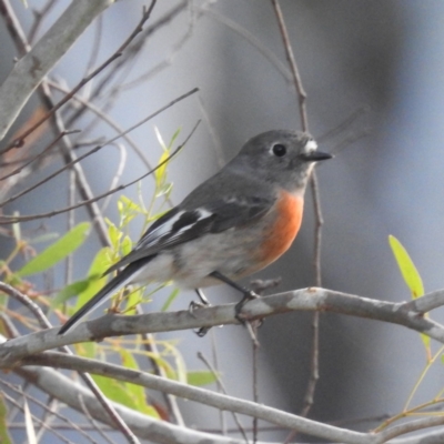 Petroica boodang (Scarlet Robin) at ANBG - 8 Jun 2023 by HelenCross