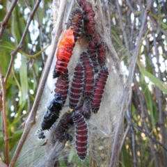 Delias harpalyce (Imperial Jezebel) at Stromlo, ACT - 10 Jun 2023 by HelenCross