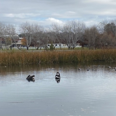 Cygnus atratus (Black Swan) at Mawson, ACT - 10 Jun 2023 by clec