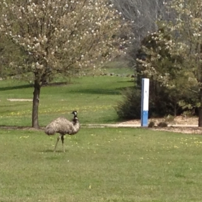 Dromaius novaehollandiae (Emu) at Paddys River, ACT - 6 Oct 2016 by JimL