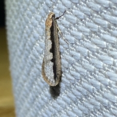 Leptocroca sanguinolenta (A Concealer moth) at QPRC LGA - 10 Jun 2023 by Steve_Bok