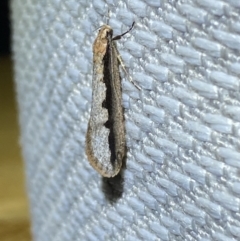 Leptocroca sanguinolenta (A Concealer moth) at Jerrabomberra, NSW - 10 Jun 2023 by SteveBorkowskis
