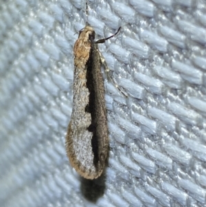 Leptocroca sanguinolenta at Jerrabomberra, NSW - 10 Jun 2023