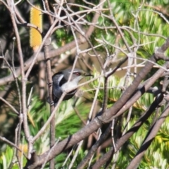 Phylidonyris pyrrhopterus (Crescent Honeyeater) at Namadgi National Park - 10 Jun 2023 by Harrisi