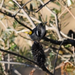 Phylidonyris pyrrhopterus at Rendezvous Creek, ACT - 10 Jun 2023