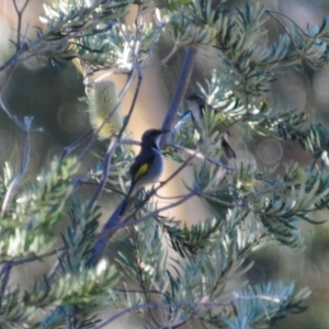 Phylidonyris pyrrhopterus at Rendezvous Creek, ACT - 10 Jun 2023