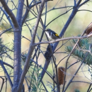 Phylidonyris pyrrhopterus at Rendezvous Creek, ACT - 10 Jun 2023