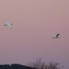 Bubulcus coromandus (Eastern Cattle Egret) at Fyshwick Sewerage Treatment Plant - 10 Jun 2023 by RodDeb