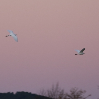 Bubulcus coromandus (Eastern Cattle Egret) at Fyshwick, ACT - 10 Jun 2023 by RodDeb