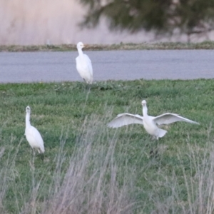 Bubulcus coromandus at Fyshwick, ACT - 10 Jun 2023