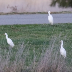 Bubulcus coromandus at Fyshwick, ACT - 10 Jun 2023