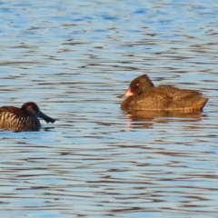 Stictonetta naevosa (Freckled Duck) at Fyshwick Sewerage Treatment Plant - 10 Jun 2023 by RodDeb