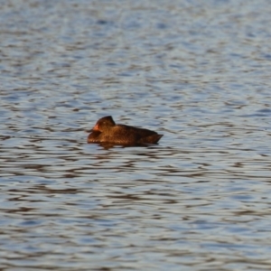 Stictonetta naevosa at Fyshwick, ACT - 10 Jun 2023