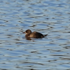 Oxyura australis (Blue-billed Duck) at Fyshwick Sewerage Treatment Plant - 10 Jun 2023 by RodDeb