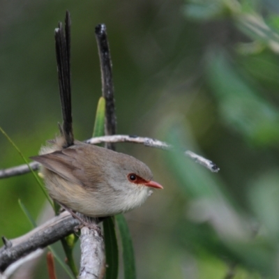 Malurus lamberti (Variegated Fairywren) at Ulladulla, NSW - 4 Jun 2023 by Harrisi