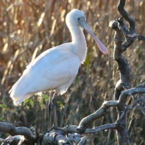 Platalea flavipes at Fyshwick, ACT - 10 Jun 2023