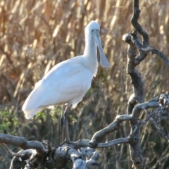 Platalea flavipes at Fyshwick, ACT - 10 Jun 2023