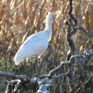 Platalea flavipes at Fyshwick, ACT - 10 Jun 2023