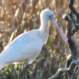 Platalea flavipes at Fyshwick, ACT - 10 Jun 2023