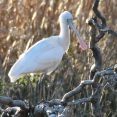 Platalea flavipes at Fyshwick, ACT - 10 Jun 2023