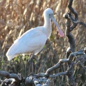 Platalea flavipes at Fyshwick, ACT - 10 Jun 2023