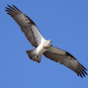 Pandion haliaetus at Cleveland, QLD - suppressed