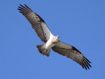 Pandion haliaetus (Osprey) at Cleveland, QLD - 10 Jun 2023 by TimL