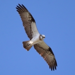 Pandion haliaetus at Cleveland, QLD - suppressed