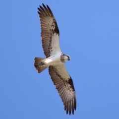 Pandion haliaetus at Cleveland, QLD - suppressed