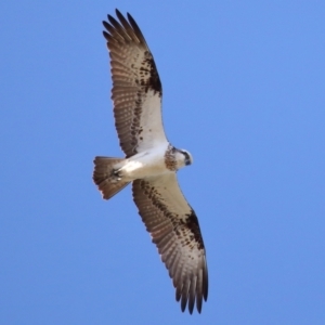 Pandion haliaetus at Cleveland, QLD - suppressed