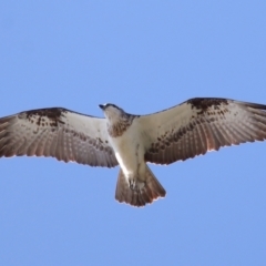 Pandion haliaetus at Cleveland, QLD - suppressed