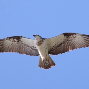 Pandion haliaetus at Cleveland, QLD - 10 Jun 2023