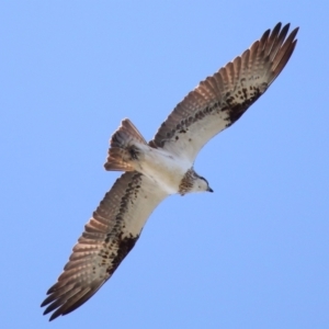 Pandion haliaetus at Cleveland, QLD - suppressed