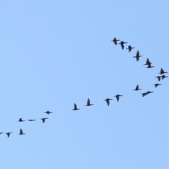 Phalacrocorax sulcirostris (Little Black Cormorant) at Cleveland, QLD - 10 Jun 2023 by TimL