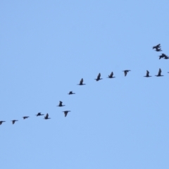 Phalacrocorax sulcirostris at Cleveland, QLD - 10 Jun 2023 11:02 AM
