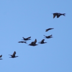 Phalacrocorax sulcirostris at Cleveland, QLD - 10 Jun 2023 11:02 AM