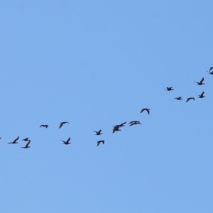 Phalacrocorax sulcirostris at Cleveland, QLD - 10 Jun 2023 11:02 AM