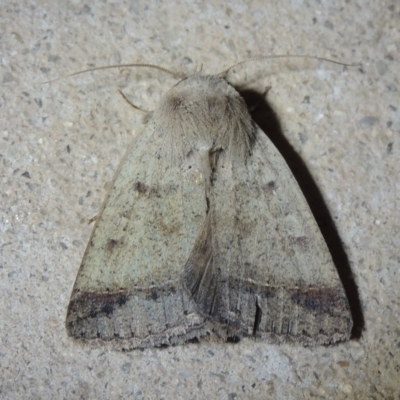 Pantydia sparsa (Noctuid Moth) at Pollinator-friendly garden Conder - 1 Dec 2022 by michaelb