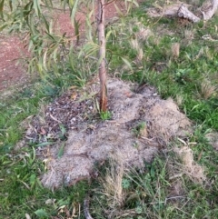 Acacia implexa (Hickory Wattle, Lightwood) at Hackett, ACT - 9 Jun 2023 by waltraud