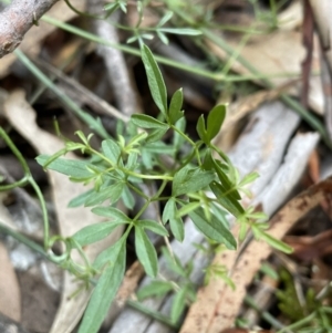 Clematis leptophylla at Paddys River, ACT - 10 Jun 2023 01:00 PM