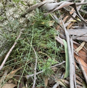 Clematis leptophylla at Paddys River, ACT - 10 Jun 2023