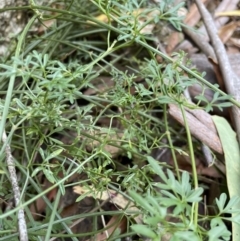 Clematis leptophylla at Paddys River, ACT - 10 Jun 2023 01:00 PM