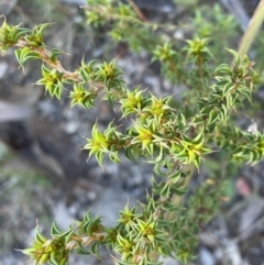 Pultenaea procumbens (Bush Pea) at Paddys River, ACT - 10 Jun 2023 by Mavis