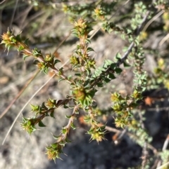 Pultenaea procumbens at Paddys River, ACT - 10 Jun 2023