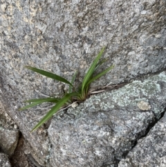 Dianella tasmanica (Tasman Flax Lily) at Tidbinbilla Nature Reserve - 9 Jun 2023 by Mavis