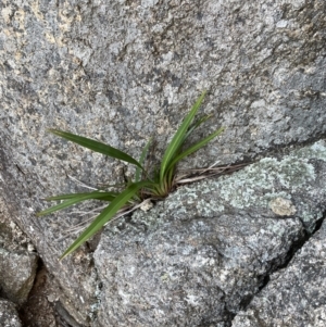 Dianella tasmanica at Paddys River, ACT - 10 Jun 2023 01:15 AM