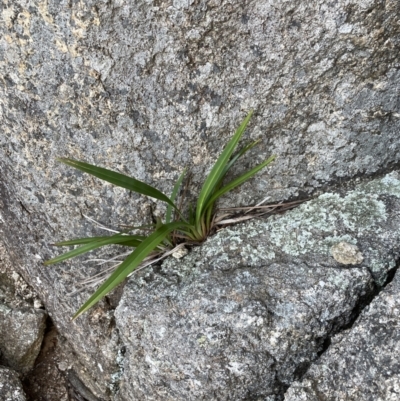 Dianella tasmanica (Tasman Flax Lily) at Tidbinbilla Nature Reserve - 10 Jun 2023 by Mavis