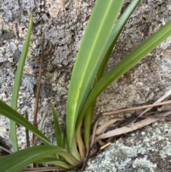 Dianella tasmanica at Paddys River, ACT - 10 Jun 2023 01:15 AM