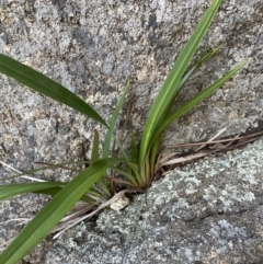 Dianella tasmanica at Paddys River, ACT - 10 Jun 2023